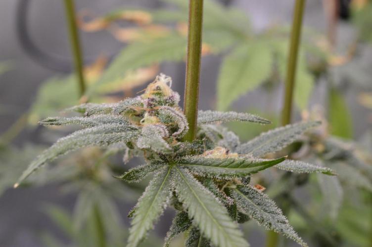 Iced Up Cherries by Square One Genetics. Week 14 - Day 52