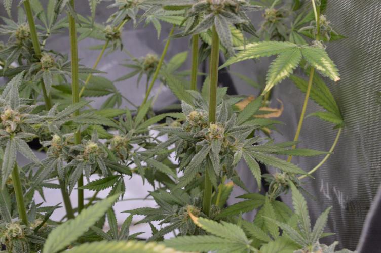 Iced Up Cherries by Square One Genetics. Week 14 - Day 52