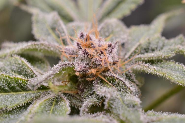 Iced Up Cherries by Square One Genetics. Week 14 - Day 52