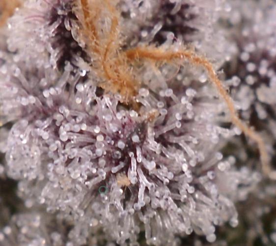 Iced Up Cherries by Square One Genetics. Week 14 - Day 52