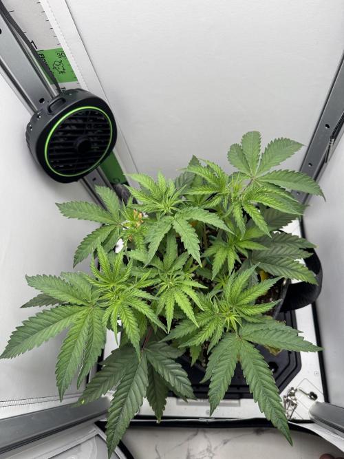 Jelly Donutz by Humboldt Seed Co.. Week 5 - 04/December 2025: Day 33