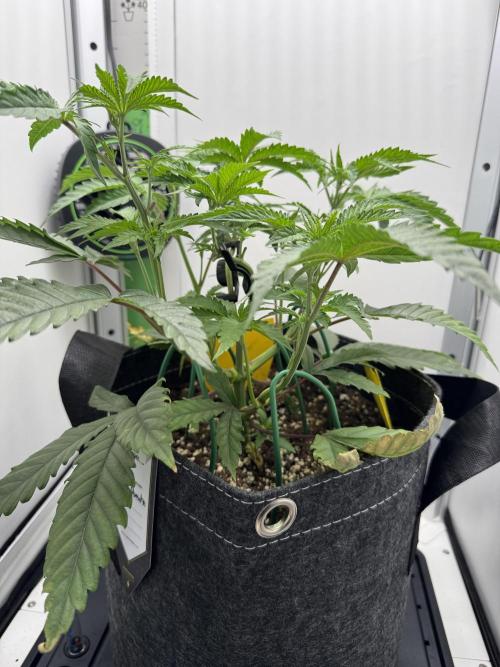 Jelly Donutz by Humboldt Seed Co.. Week 5 - Day 33