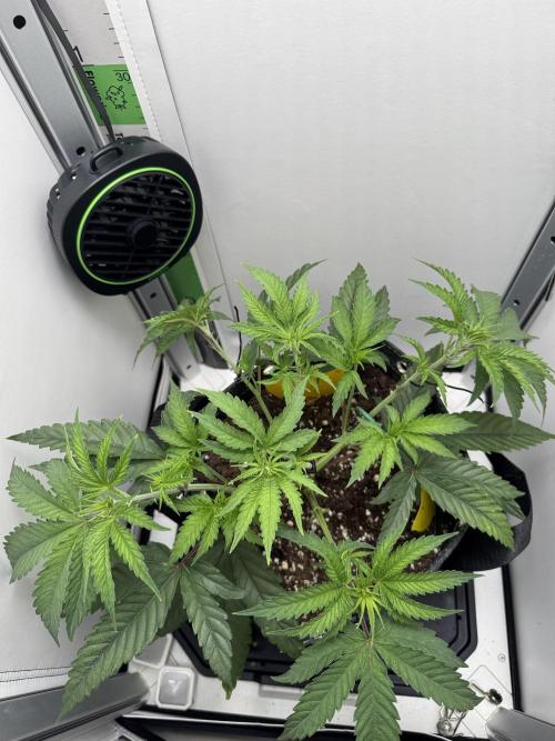 Jelly Donutz by Humboldt Seed Co.. Week 5 - Day 33