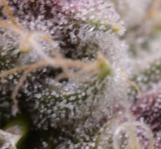 Cookie Casket by Barney's Farm. Week 14