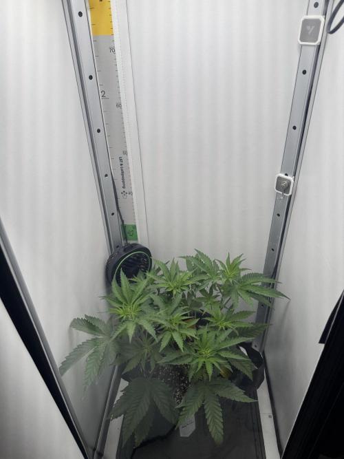 Jelly Donutz by Humboldt Seed Co.. Week 6 - 07/December 2025: Day 2