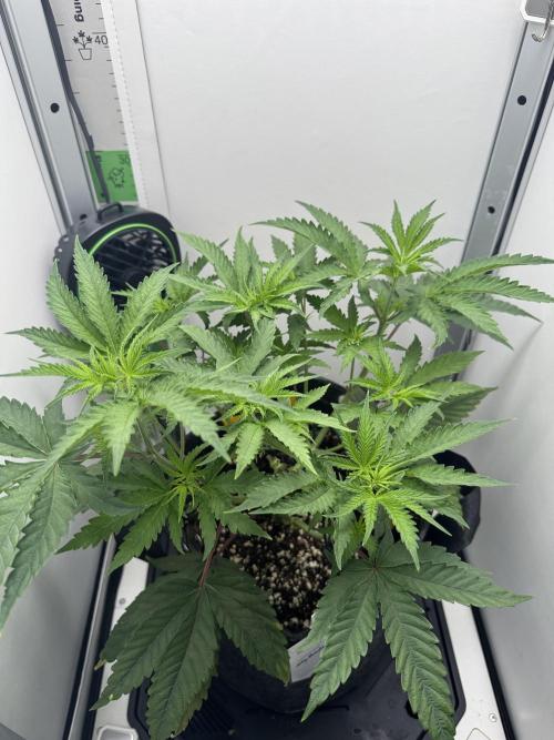 Jelly Donutz by Humboldt Seed Co.. Week 6 - Day 2