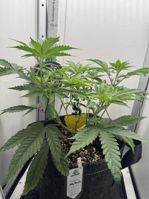 Jelly Donutz by Humboldt Seed Co.. Week 6 - Day 2