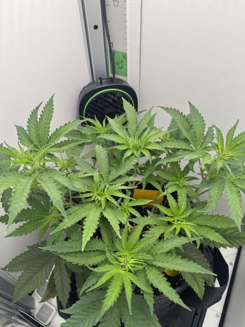 Jelly Donutz by Humboldt Seed Co.. Week 6 - Day 2
