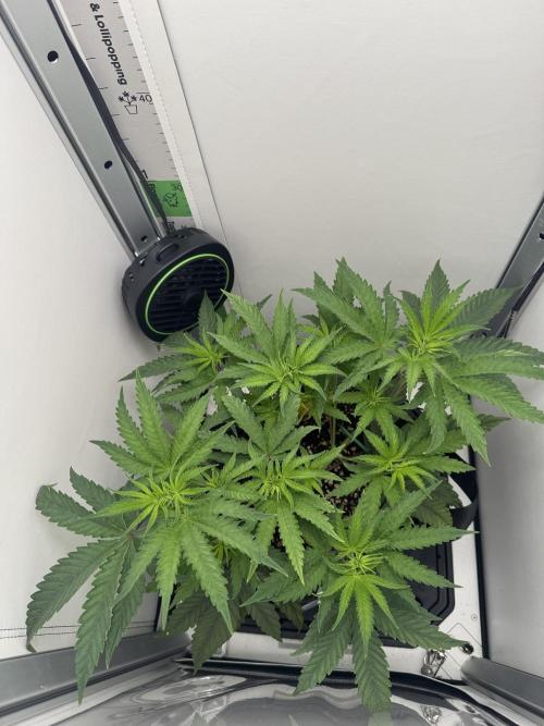 Jelly Donutz by Humboldt Seed Co.. Week 6 - Day 2