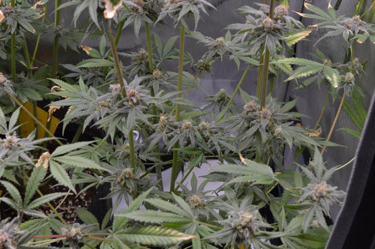 Iced Up Cherries by Square One Genetics. Week 15 - 09/December 2025: Day 59