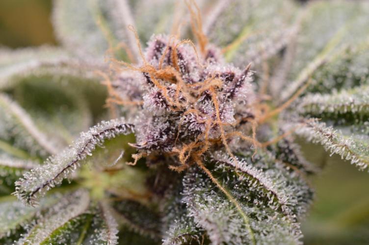 Iced Up Cherries by Square One Genetics. Week 15 - Day 59