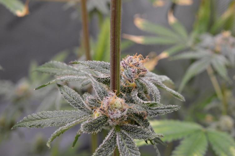 Iced Up Cherries by Square One Genetics. Week 15 - Day 59