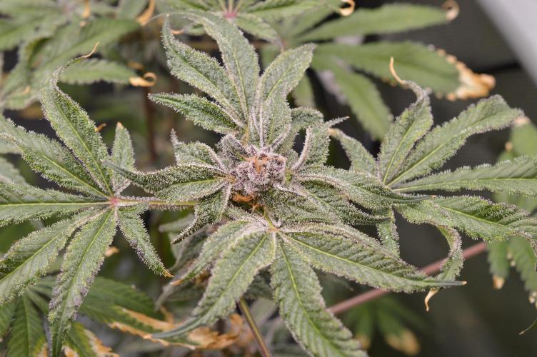 Iced Up Cherries by Square One Genetics. Week 15 - Day 59