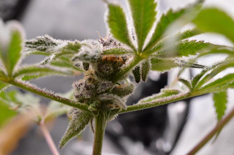 Iced Up Cherries by Square One Genetics. Week 15 - Day 59