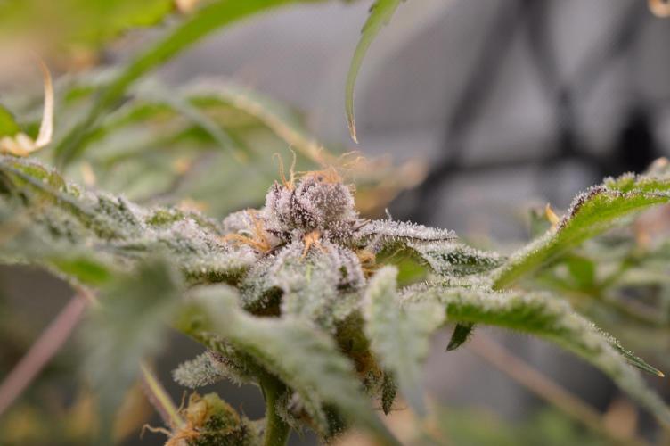 Iced Up Cherries by Square One Genetics. Week 15 - Day 59