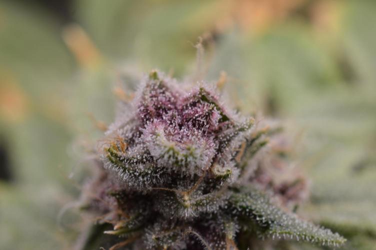 Cookie Casket by Barney's Farm. Week 15 - 10/December 2025: Day 60