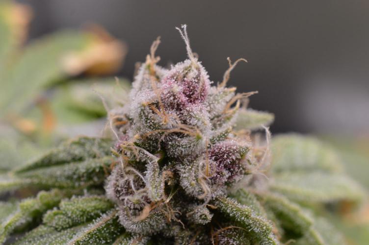 Cookie Casket by Barney's Farm. Week 15 - Day 60