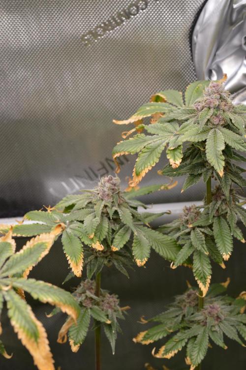 Cookie Casket by Barney's Farm. Week 15 - Day 60