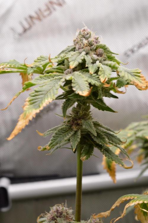 Cookie Casket by Barney's Farm. Week 15 - Day 60