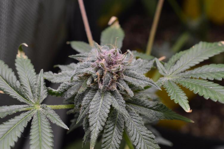 Cookie Casket by Barney's Farm. Week 15 - Day 60