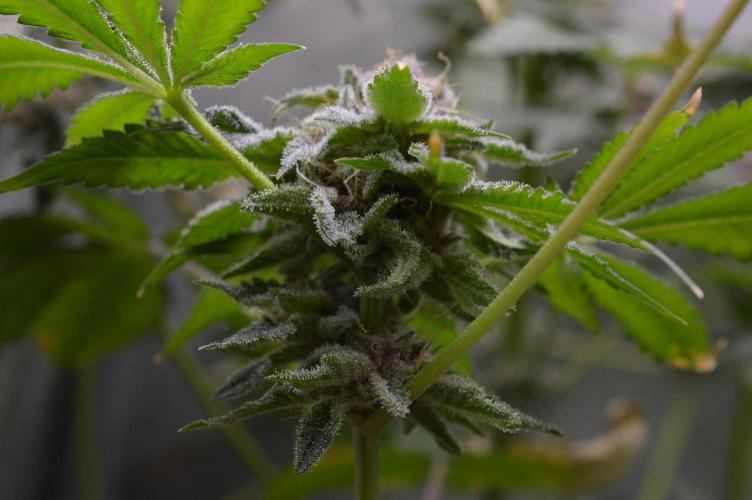 Cookie Casket by Barney's Farm. Week 15 - Day 60