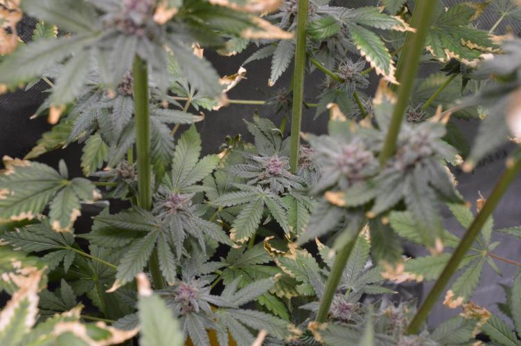 Cookie Casket by Barney's Farm. Week 15 - Day 60