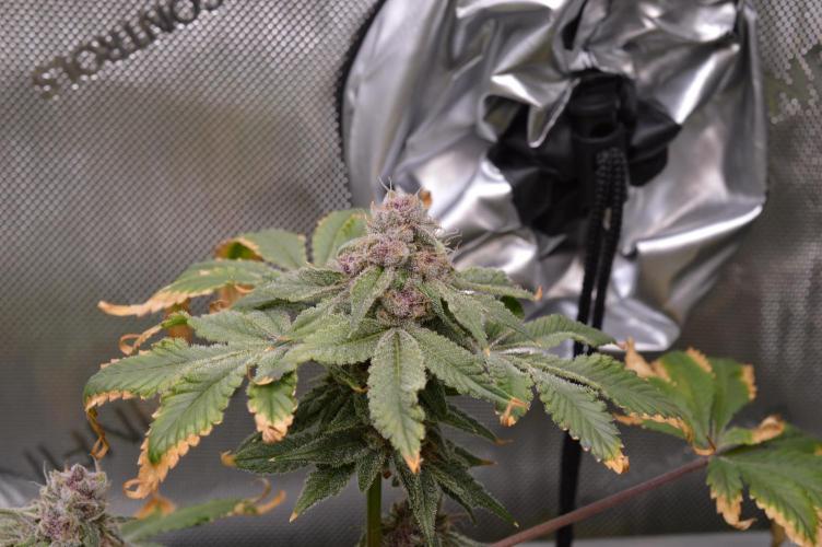 Cookie Casket by Barney's Farm. Week 15 - Day 60