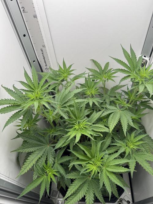 Jelly Donutz by Humboldt Seed Co.. Week 7 - 14/December 2025: Day 9