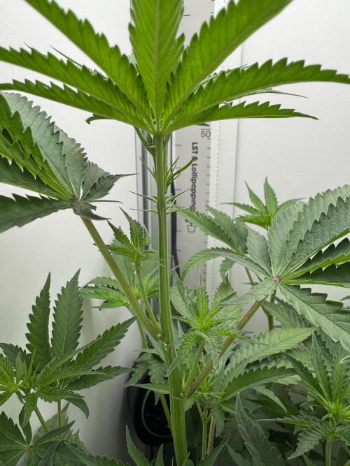 Jelly Donutz by Humboldt Seed Co.. Week 7 - Day 9