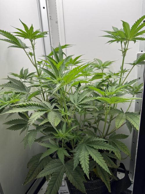 Jelly Donutz by Humboldt Seed Co.. Week 7 - Day 9