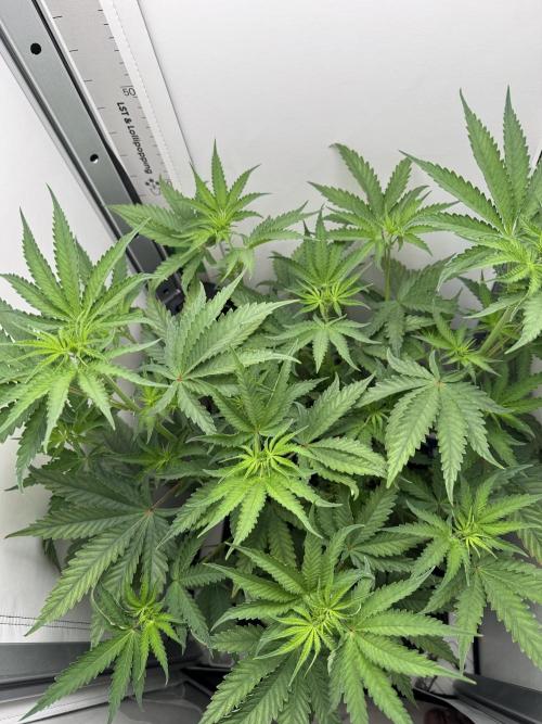 Jelly Donutz by Humboldt Seed Co.. Week 7 - Day 9