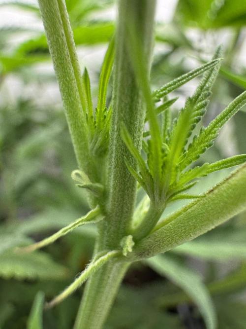 Jelly Donutz by Humboldt Seed Co.. Week 7 - Day 9