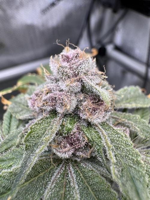 Cookie Casket by Barney's Farm. Week 16 - Day 66