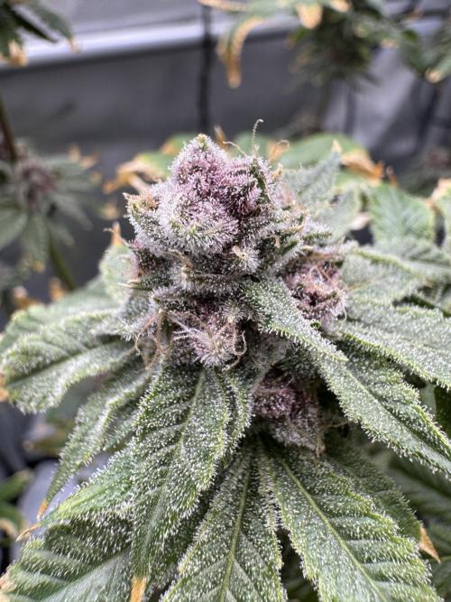 Cookie Casket by Barney's Farm. Week 16 - Day 66