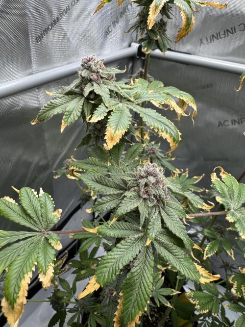 Cookie Casket by Barney's Farm. Week 16 - Day 66