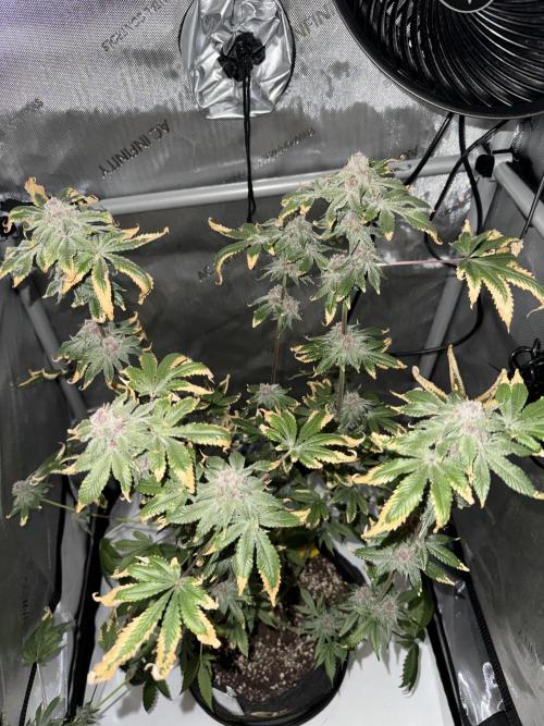 Cookie Casket by Barney's Farm. Week 16 - Day 66