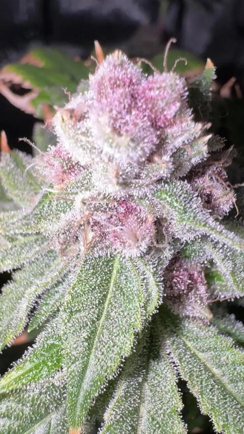 Cookie Casket by Barney's Farm