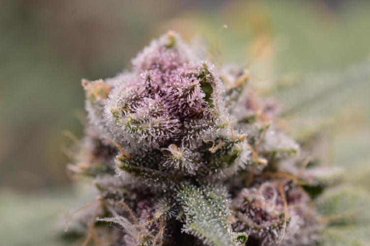 Cookie Casket by Barney's Farm. Week 16 - Day 66