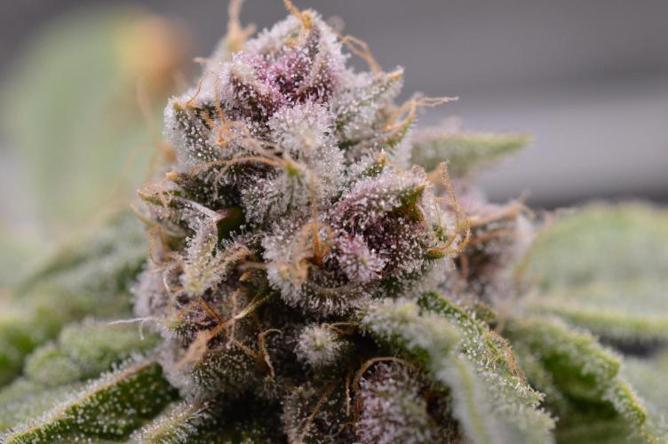 Cookie Casket by Barney's Farm. Week 16 - Day 66