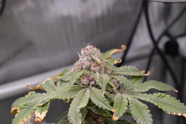 Cookie Casket by Barney's Farm. Week 16 - Day 66