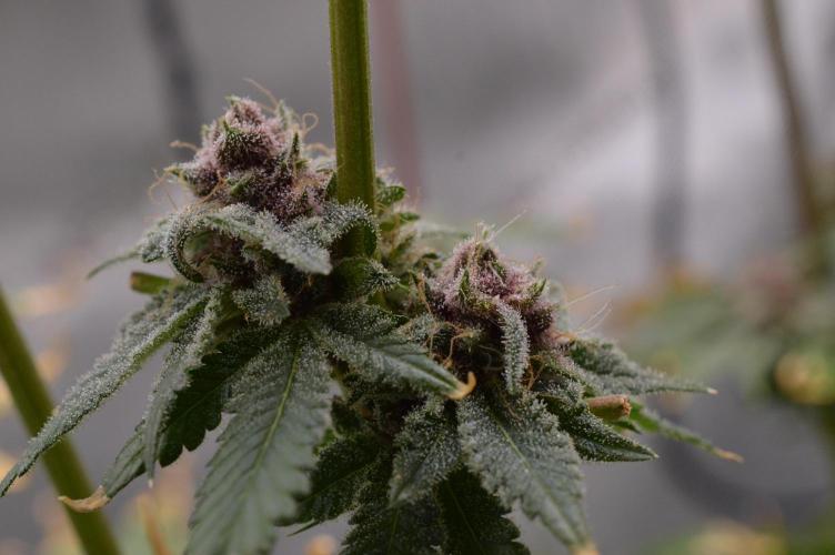 Cookie Casket by Barney's Farm. Week 16 - Day 66