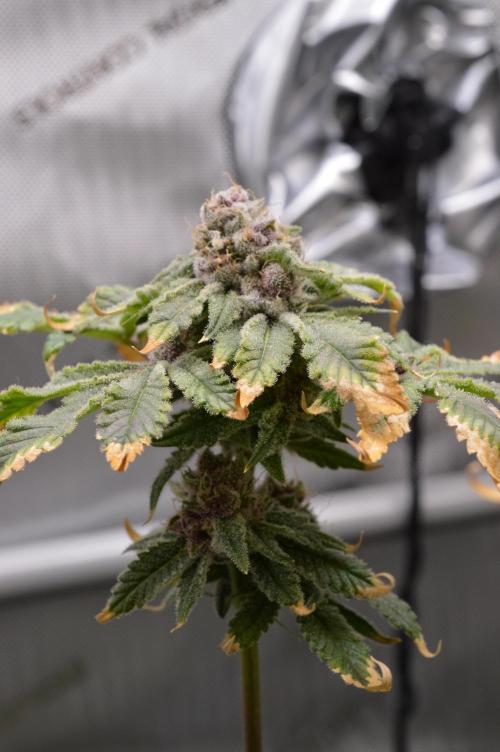 Cookie Casket by Barney's Farm. Week 16 - Day 66