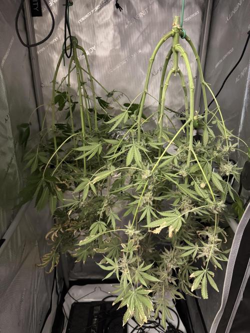 Cookie Casket by Barney's Farm. Week 16 - Day 66