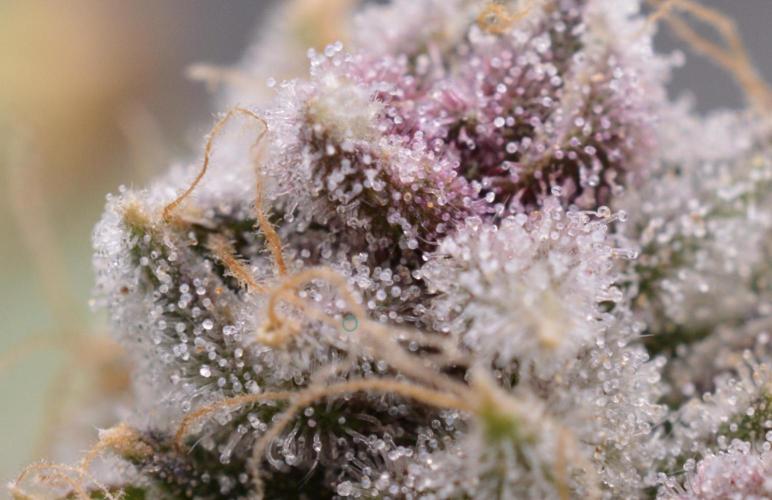 Cookie Casket by Barney's Farm. Week 16 - Day 66