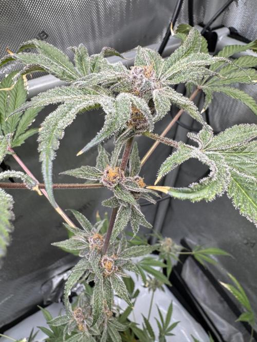 Iced Up Cherries by Square One Genetics. Week 16 - Day 66