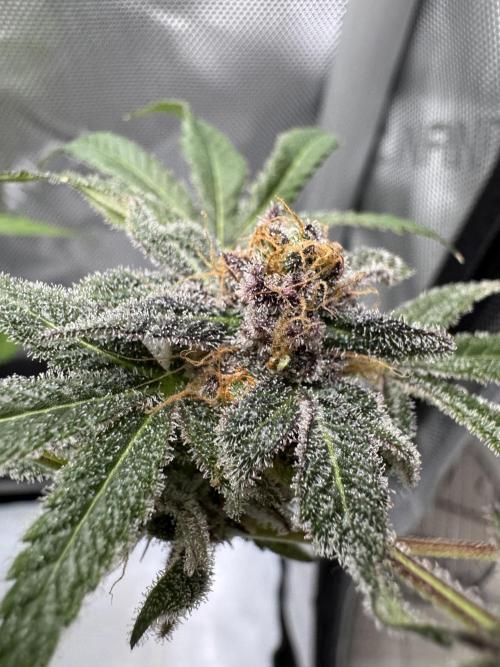 Iced Up Cherries by Square One Genetics. Week 16 - Day 66