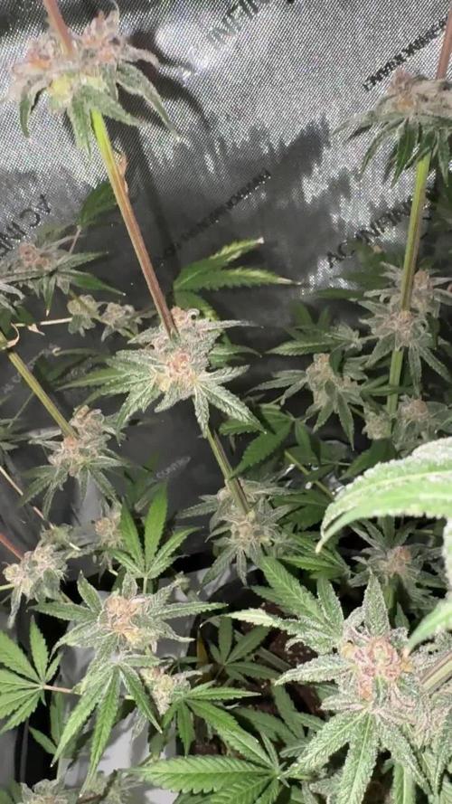 Iced Up Cherries by Square One Genetics