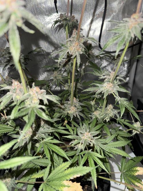 Iced Up Cherries by Square One Genetics. Week 16 - Day 66