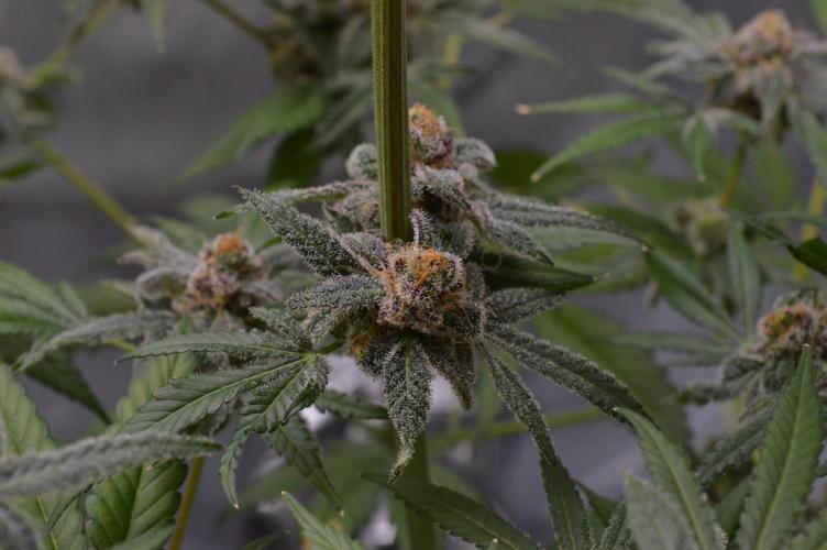 Iced Up Cherries by Square One Genetics. Week 16 - Day 66