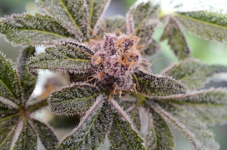 Iced Up Cherries by Square One Genetics. Week 16 - Day 66